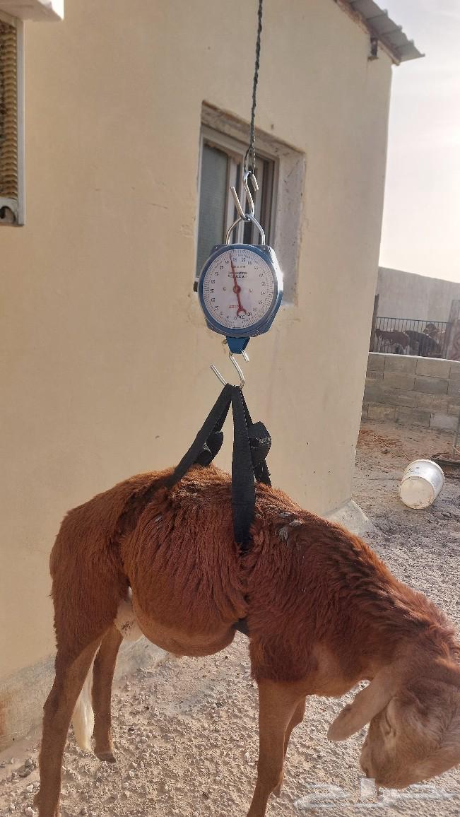 سواكن مرابي للبيع شي فاخر من الأخر63219571985026111