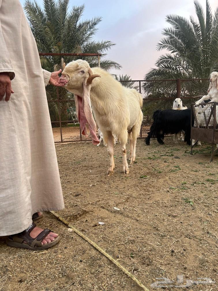 A truly amazing Dutchman, mashaAllah, blessed be Allah.63220553040641114