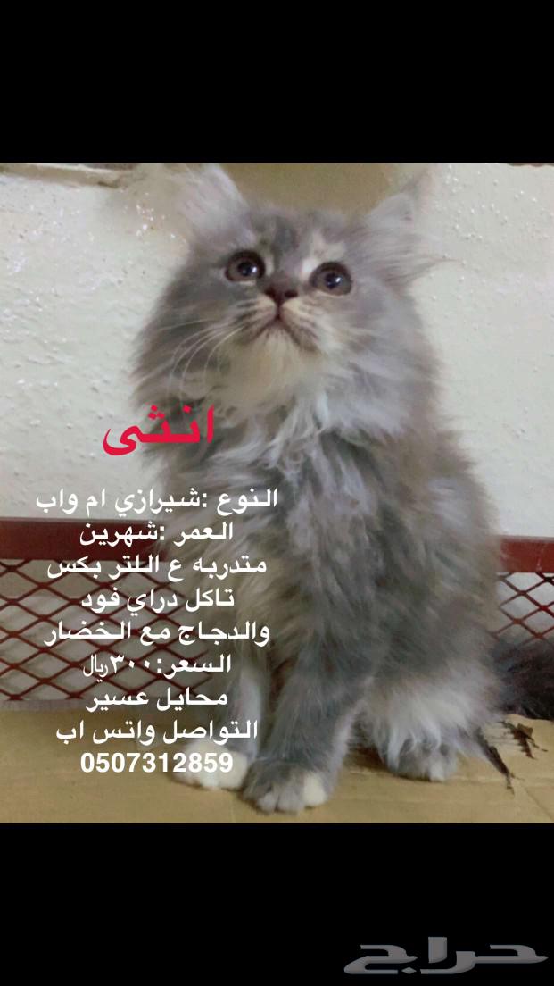 قطط63218520206977111