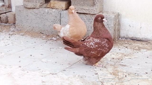 زوج فرش ارجنت نوادر63219582591233113