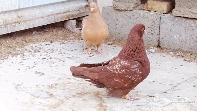زوج فرش ارجنت نوادر63219582591233112