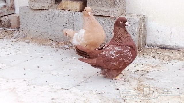 زوج فرش ارجنت نوادر63219582591233114