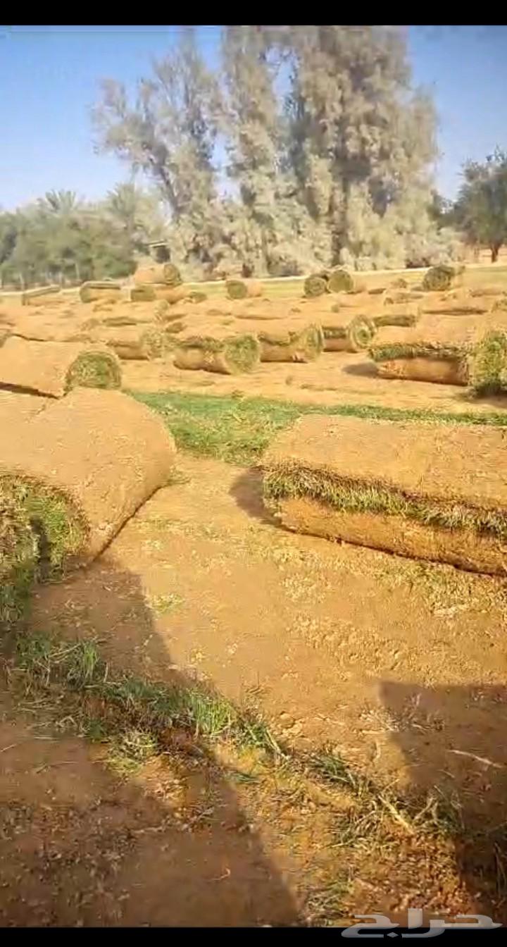 ثيل طبيعي سي الفين درجه اولي من المزرعه ممتاز ولا فيه اي خلط63218538069378111