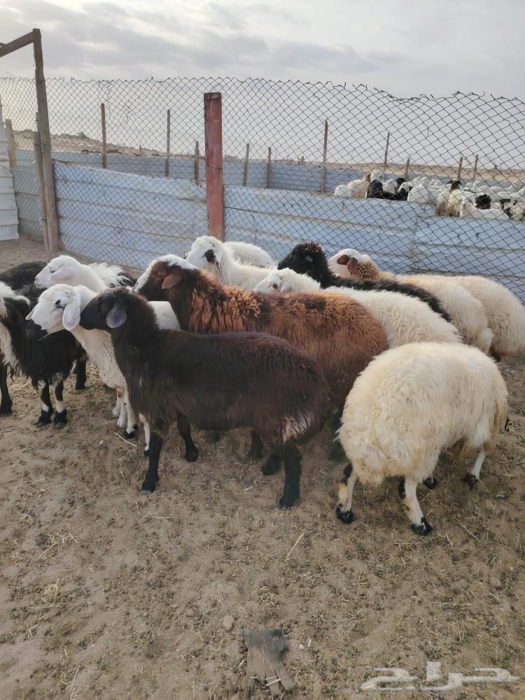 ذبائح نعيم ورفيدي63219585779331113