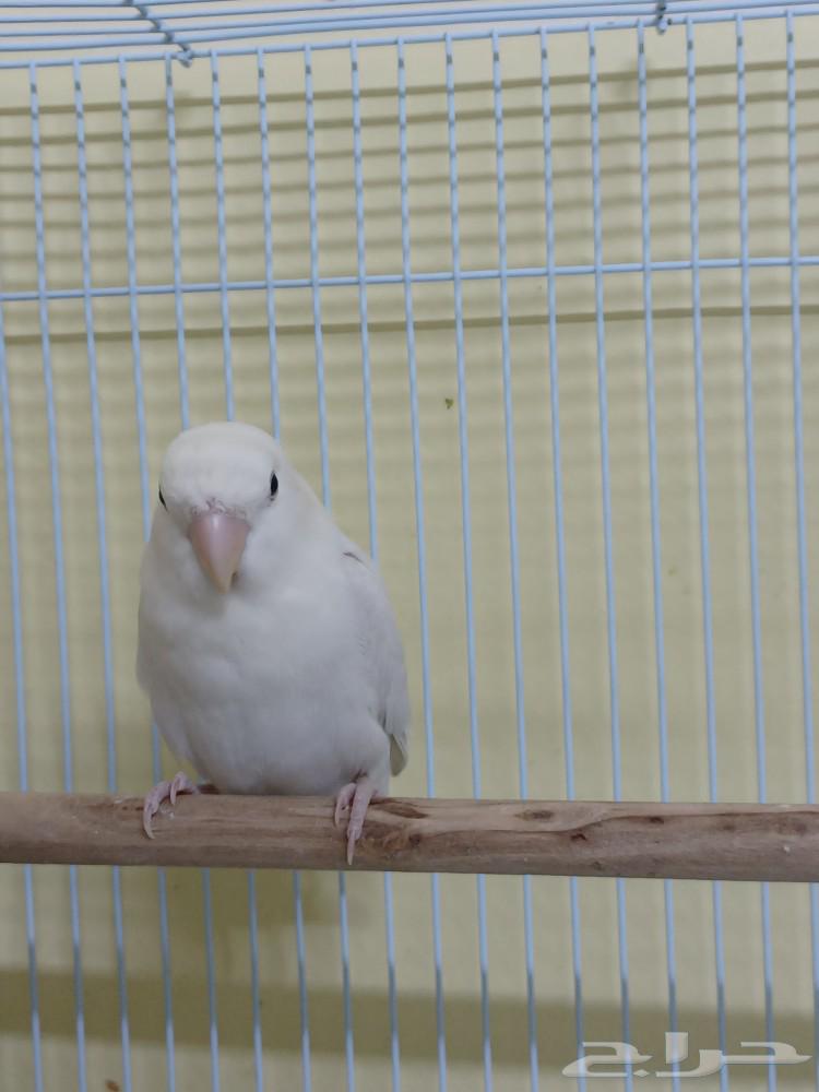 Female Rose63221073774466112