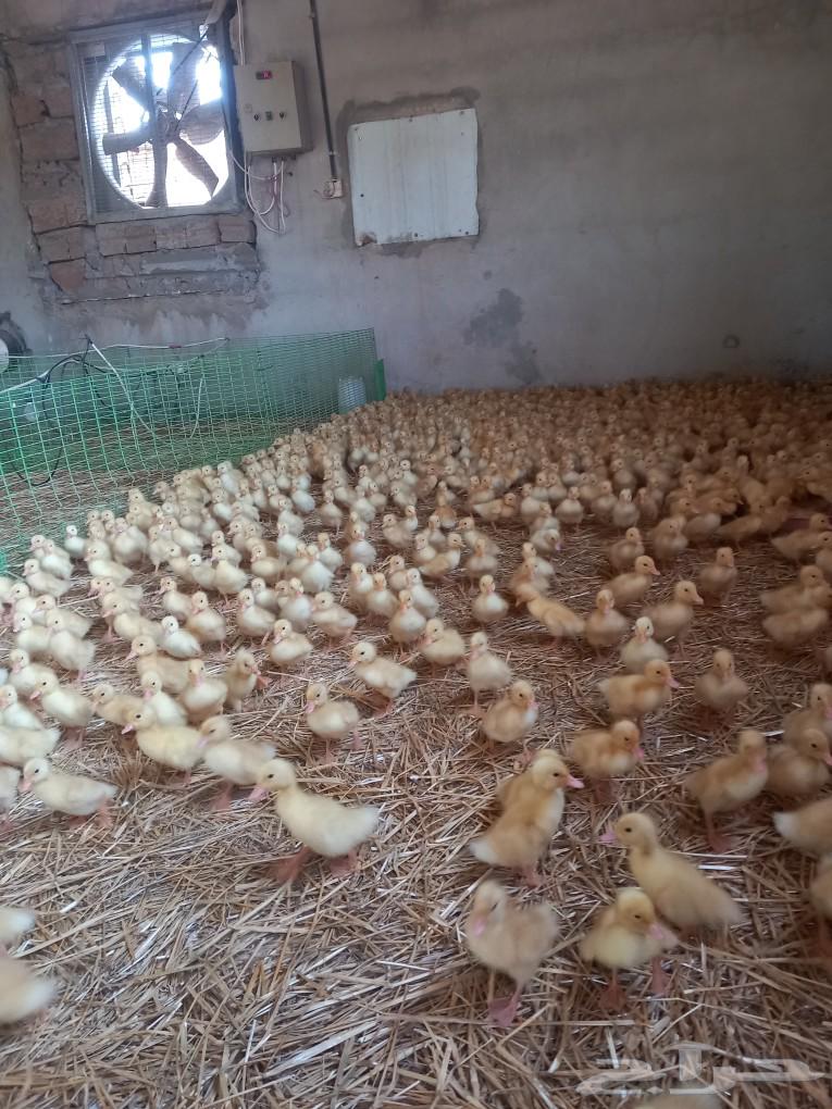 صوص بط بكيني عمر سبع ايام العدد 50063218538697218111