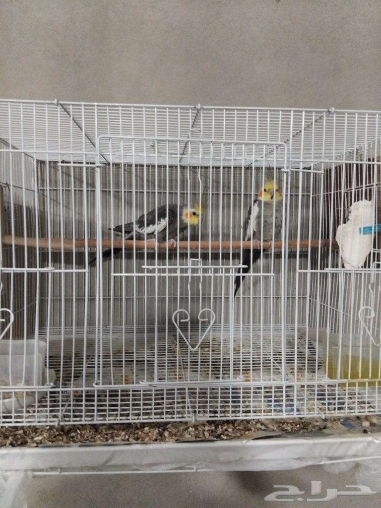 مكه63218530770690112