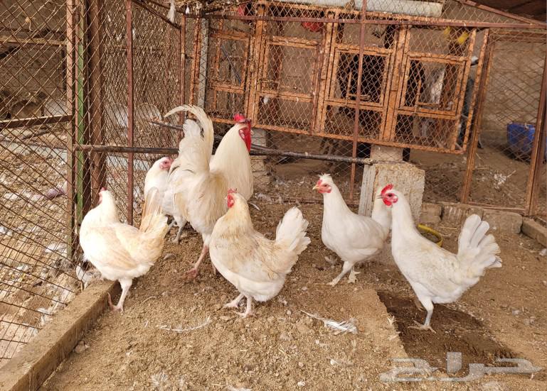 Local white chicken. (Sold)63217534488579111