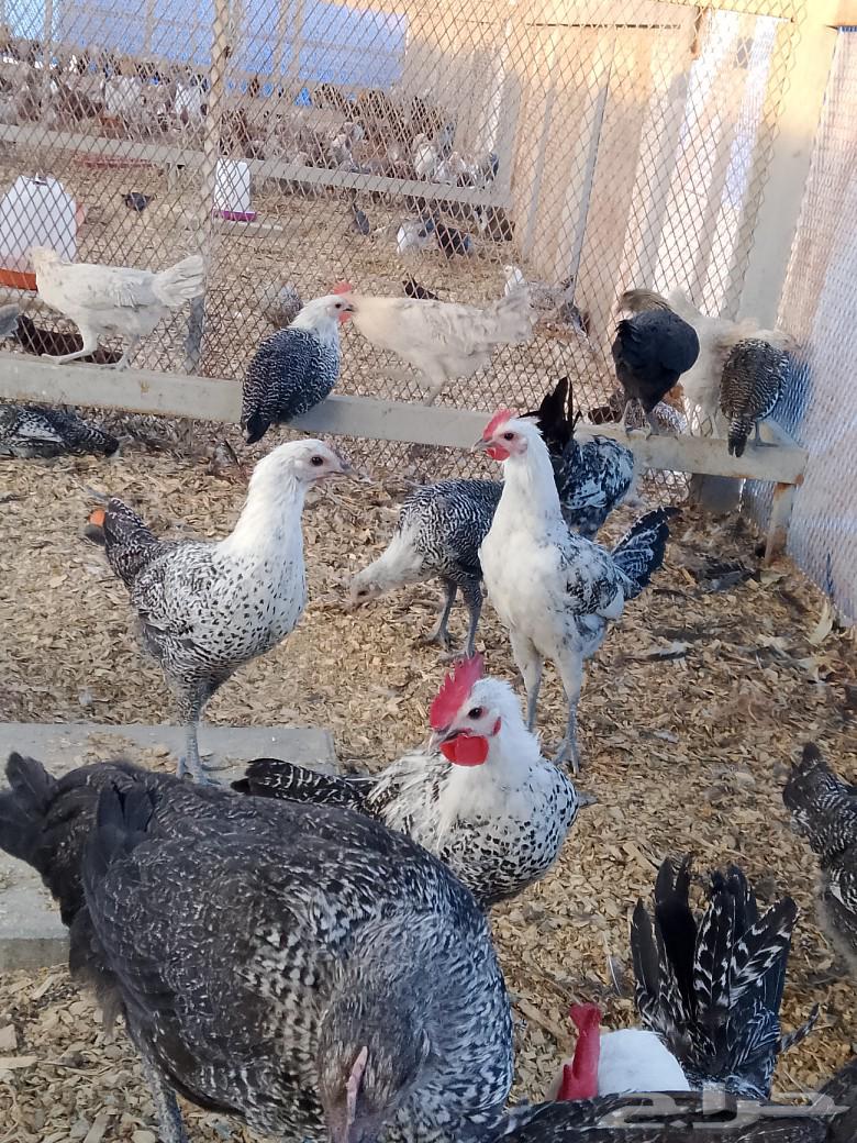 دجاج فيومي شبابي63219582245506112