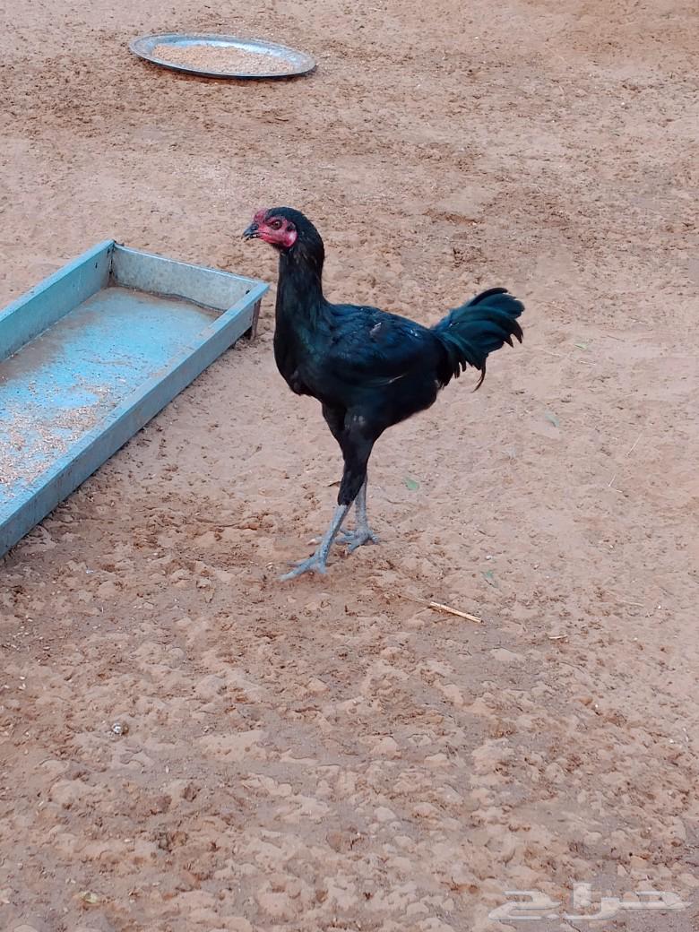 دجاج للبيع63218010196226111