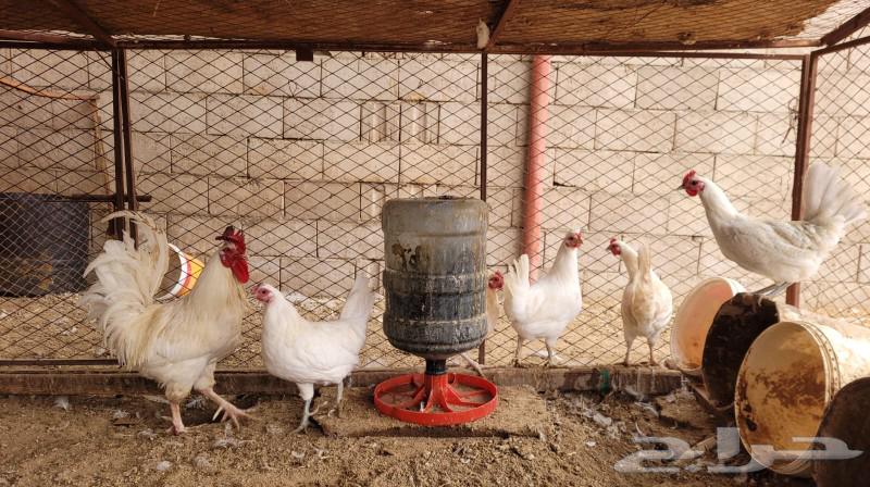 Local white chicken. (Sold)63217534488579113
