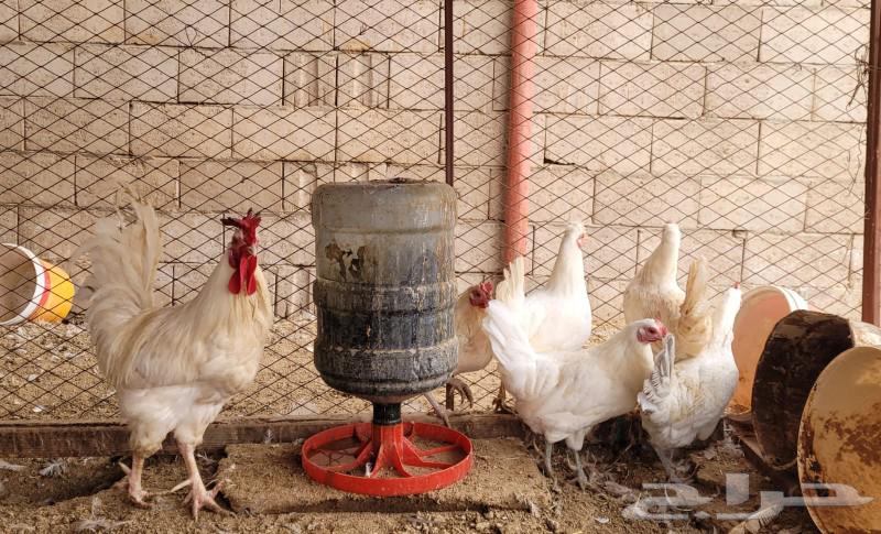 Local white chicken. (Sold)63217534488579114