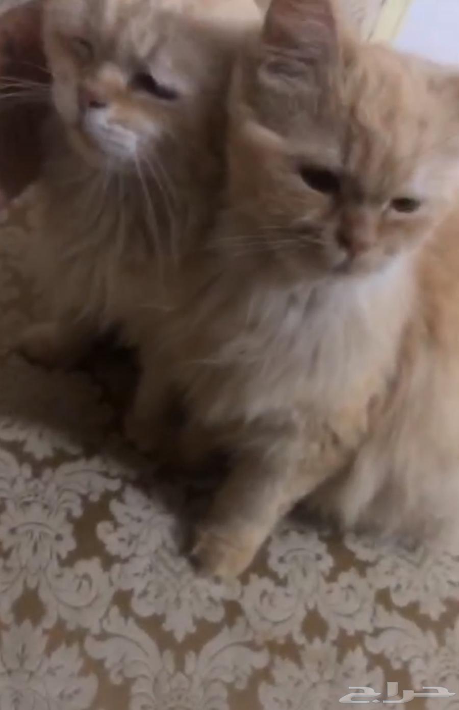 قطط للبيع63227501025155113