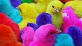 متوفر صوص ملون63215568252163111