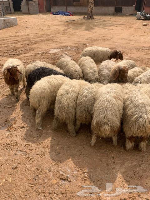 نعيمي أردني مرباه63214635788291111