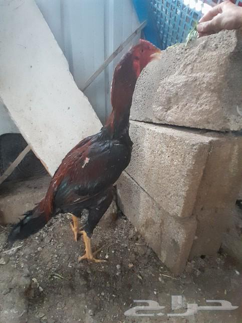 جوز سندي (تم البيع)63215125425921111