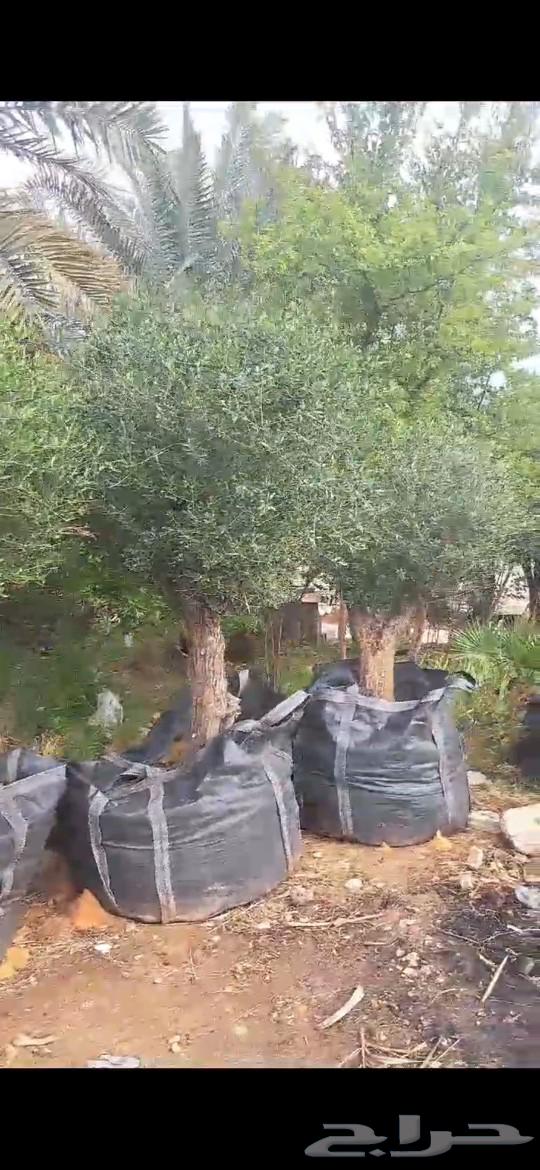 Olive trees63524883044611112