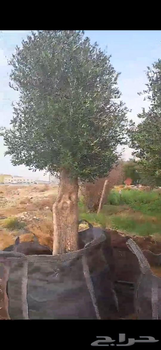 Olive trees63524883044611114