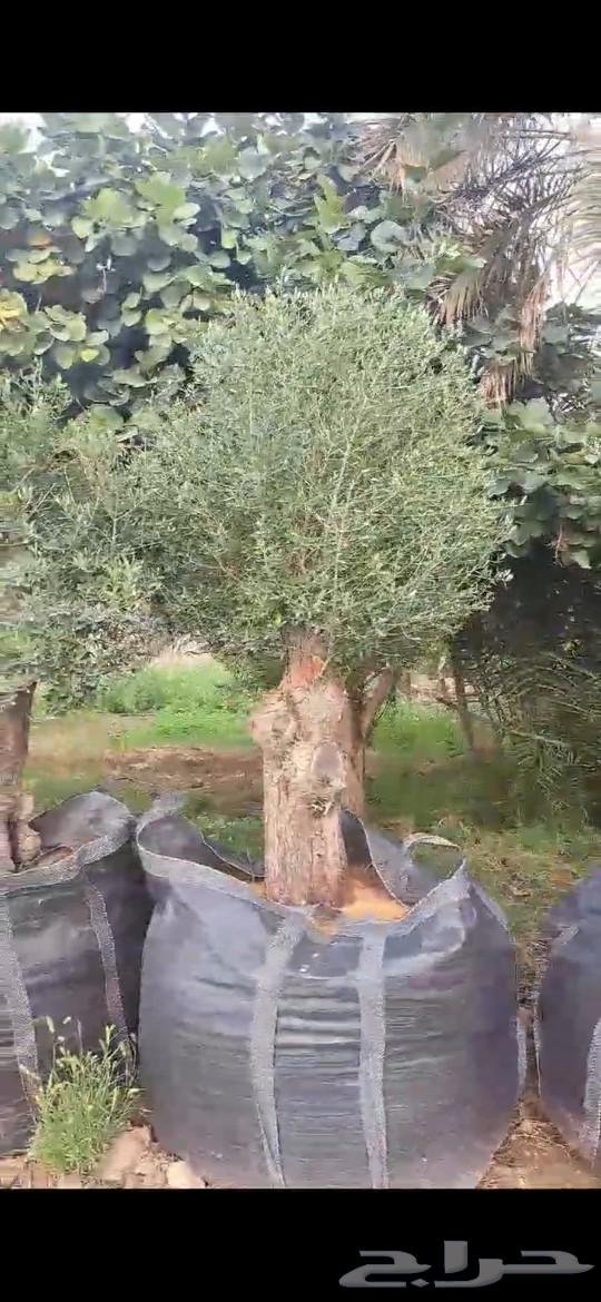 Olive trees63524883044611113