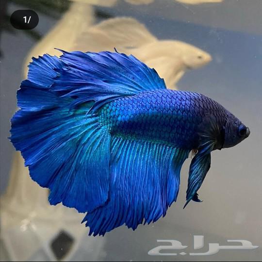 Zebra fish63214620305026113