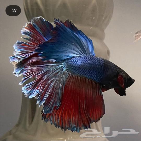 Zebra fish63214620305026111