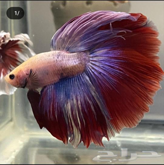 Zebra fish63214620305026112