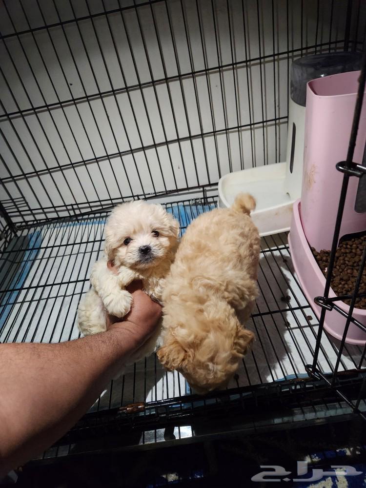 كلاب بودل مالتيبو puppy Maltipoo63214620326914111