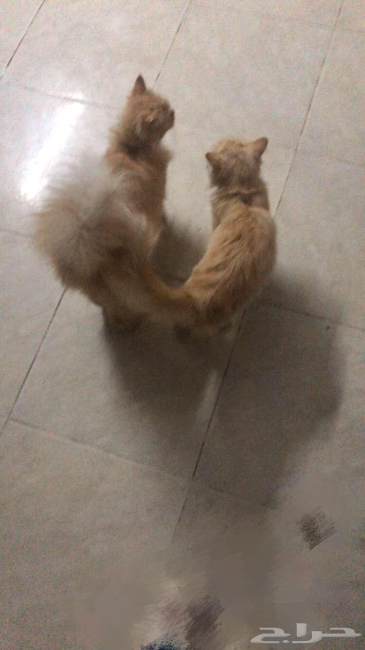 قطط للبيع63227501025155111