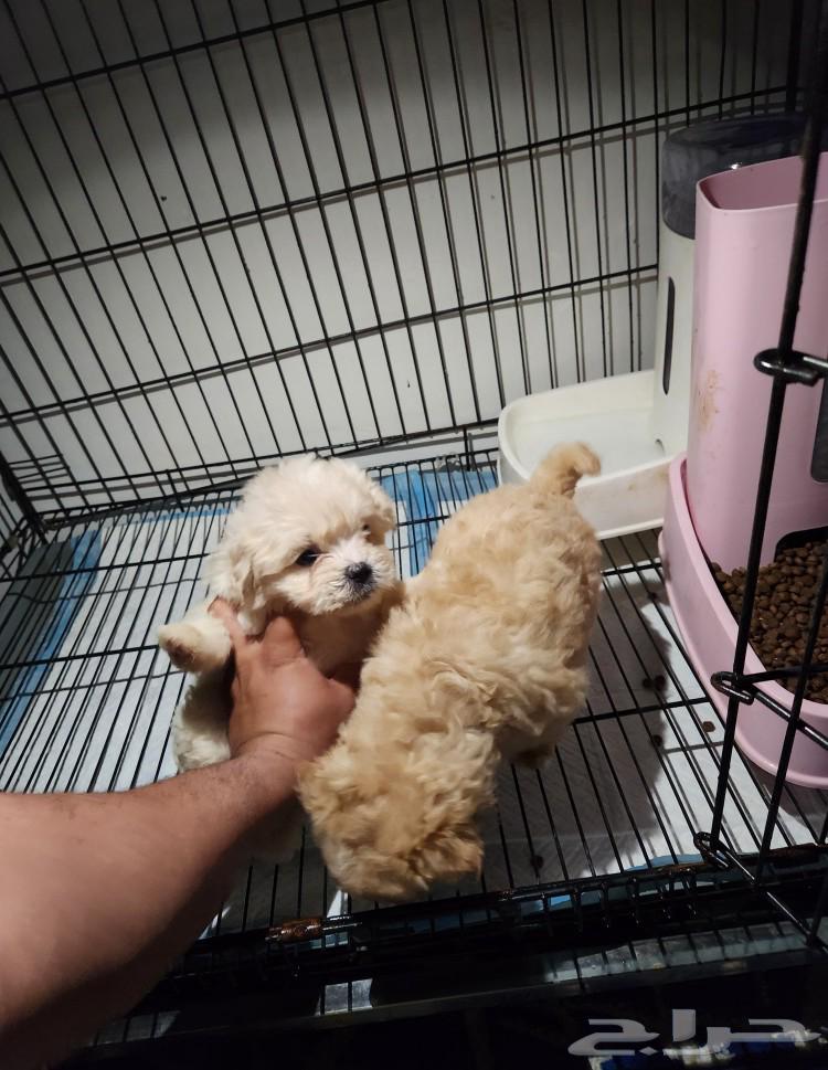 كلاب بودل مالتيبو puppy Maltipoo63214620326914113