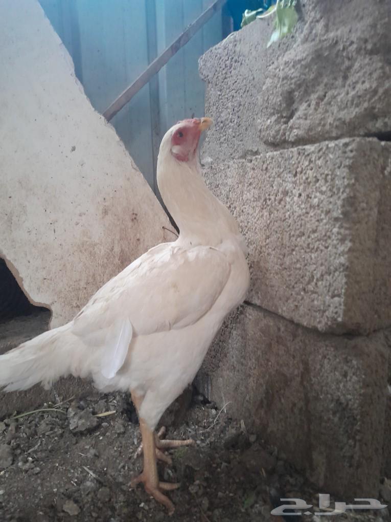 جوز سندي (تم البيع)63215125425921114