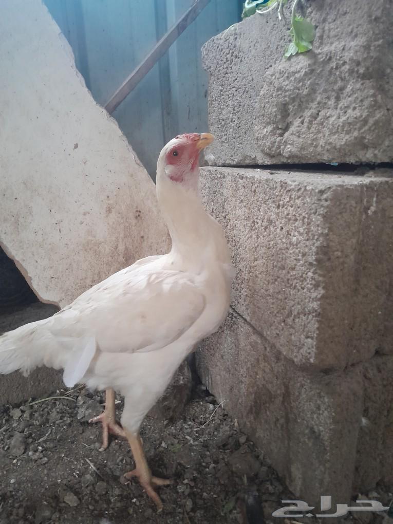 جوز سندي (تم البيع)63215125425921113