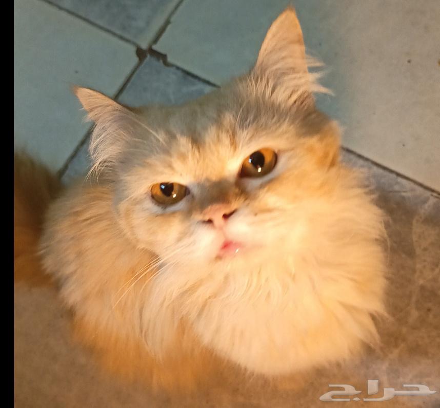 قطط للبيع63227501025155118