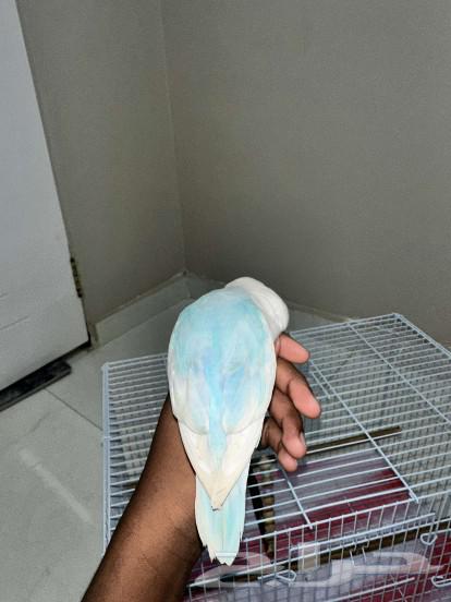 ببغاء روز اليف متكلم (تم البيع)63210549053825111