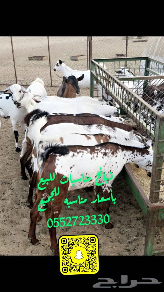 ذبايح مناسبات للبيع لتواصل رقم الجوال63213671604610111