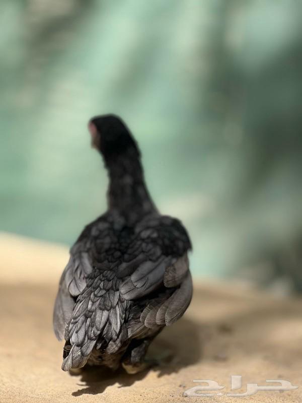 Dwarf chicken (Indian bantam)63211641608706111