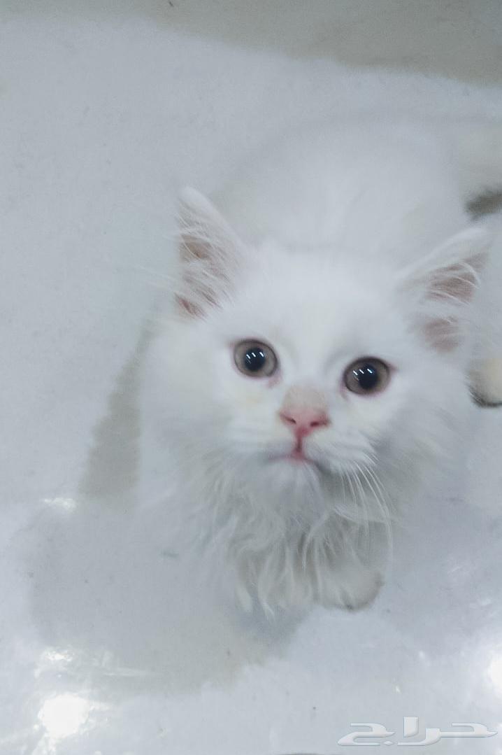 Himalayan Persian cat for adoption. Kitten, female cat, cats, kitty.63210555744897113