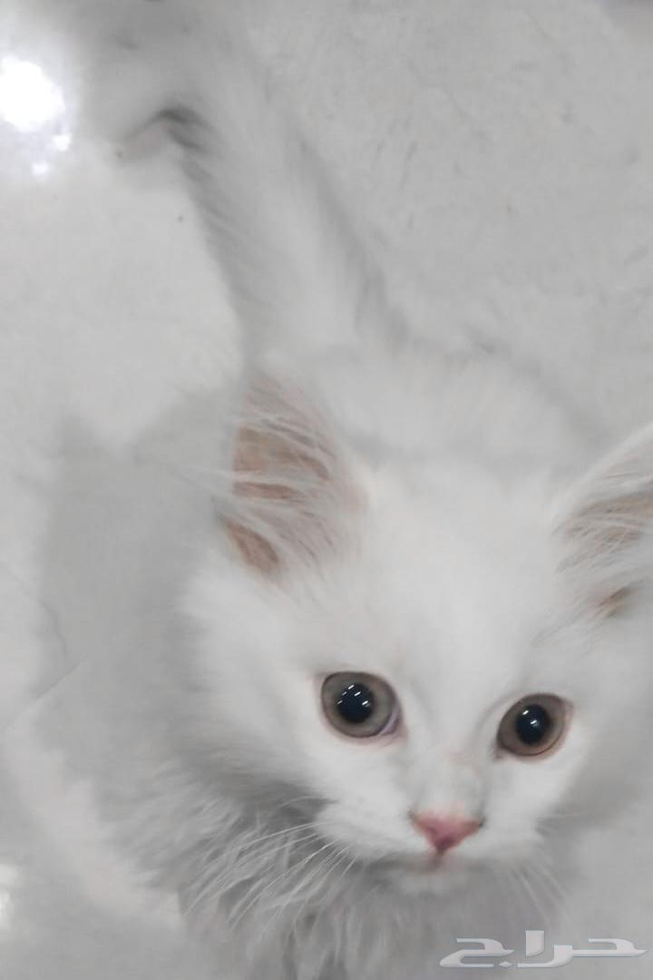 Himalayan Persian cat for adoption. Kitten, female cat, cats, kitty.63210555744897112