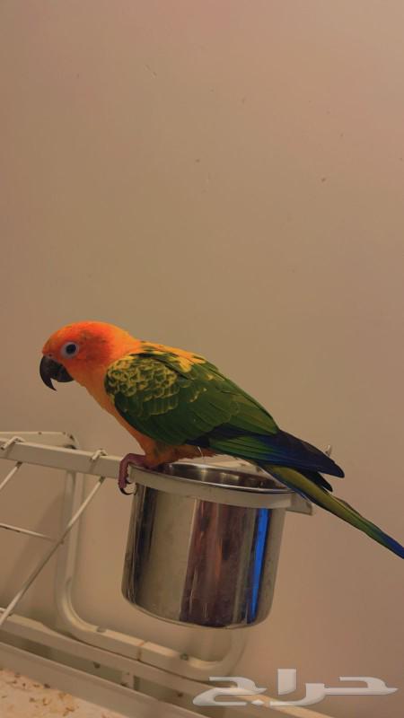 Sun conure parrot, a pet that looks similar to everyone63208100435330113