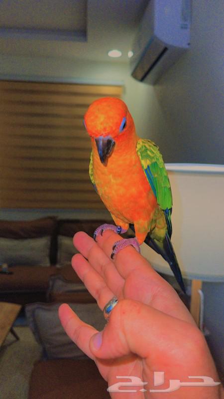 Sun conure parrot, a pet that looks similar to everyone63208100435330114