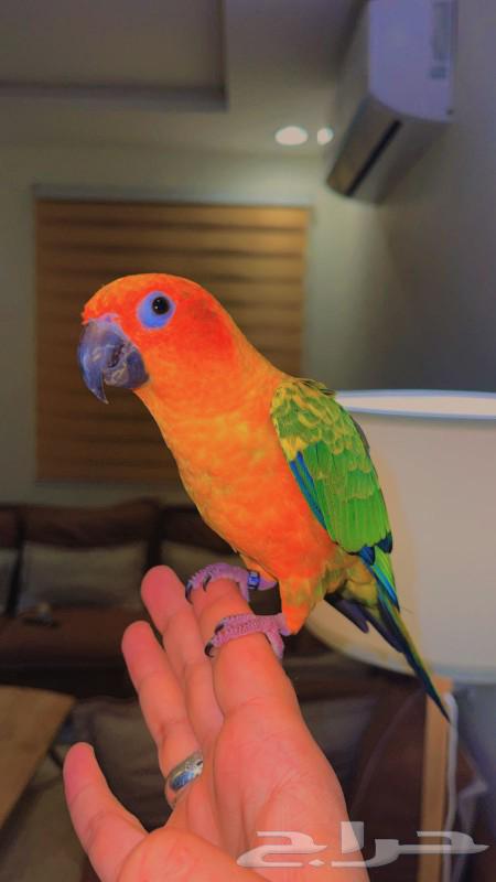 Sun conure parrot, a pet that looks similar to everyone63208100435330111