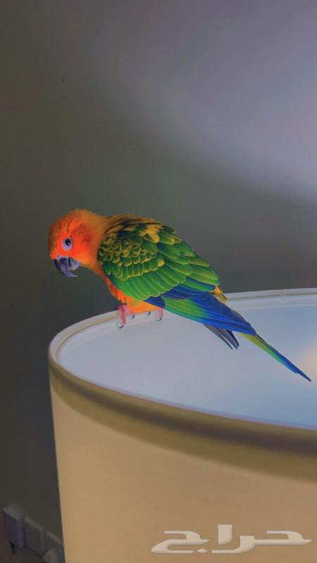 Sun conure parrot, a pet that looks similar to everyone63208100435330112