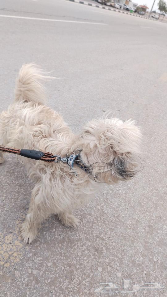 Dog for sale63210064493953113