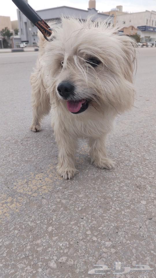 Dog for sale63210064493953111