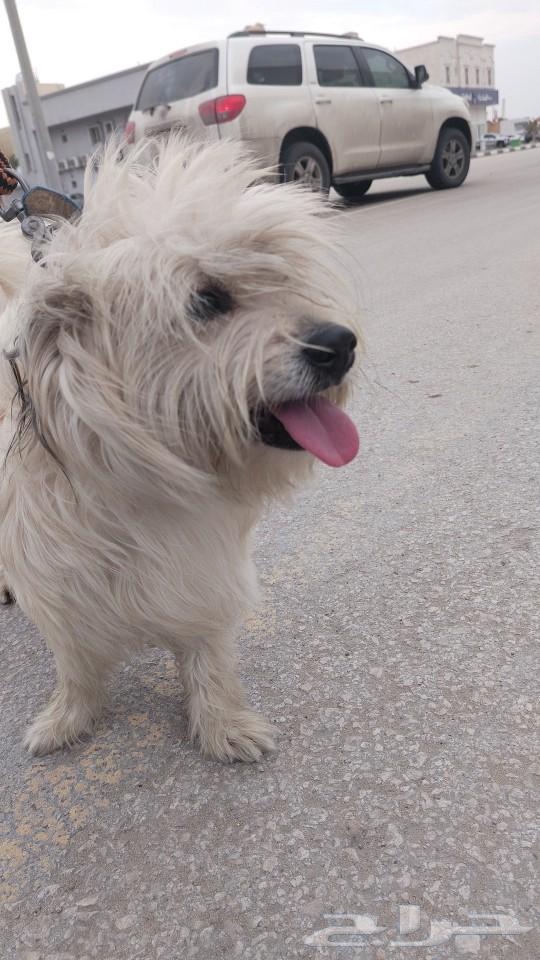 Dog for sale63210064493953112
