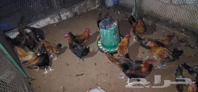 My roosters for sale, 50 in total63209067442051111