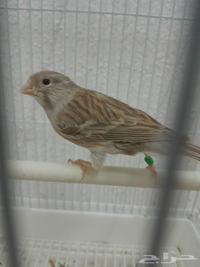 Canary mentioned (sold)63208110709250114