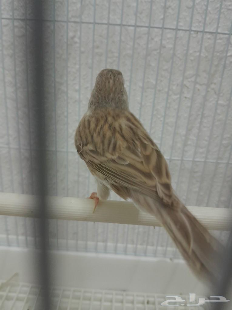 Canary mentioned (sold)63208110709250112