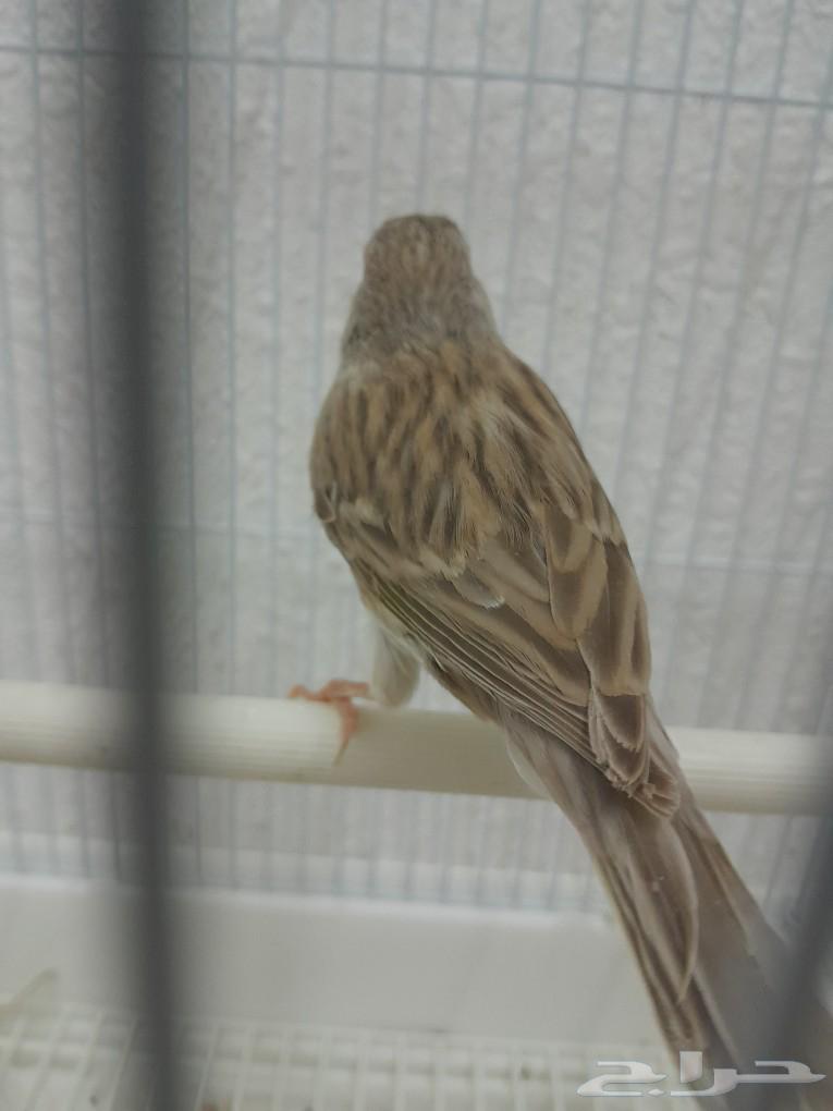 Canary mentioned (sold)63208110709250111