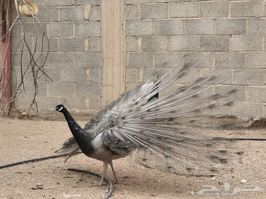 Peacock Obama63206582598531112