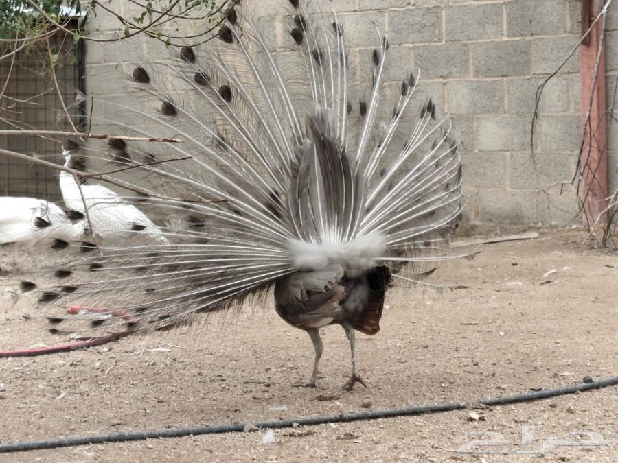 Peacock Obama63206582598531111